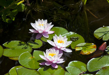 A Water Lily Bloom With A Frog