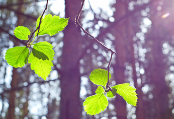 Wall Mural - Green leaves