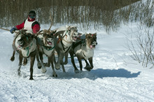 Four Running Reindeers