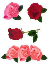 Poster - Beautiful pink and red roses. Photo-realistic vector.