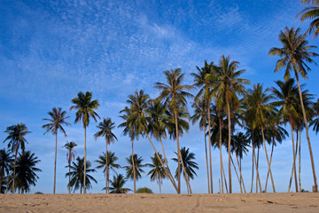 Wall Mural - Coconut Palms on the Beach