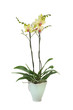 orchidée phalaenopsis grandiflora jaune