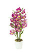 orchidée dendrobium rose