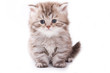 © Dixi_ - Little kitten on white background
