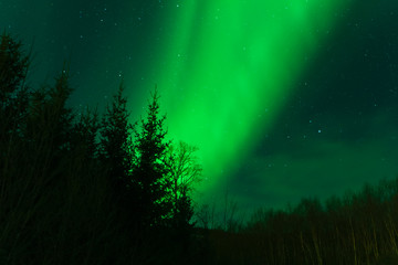 Wall Mural - northern lights in norway