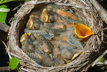 Canvas Print - Nest of thrush 1