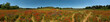 Panorama 360 degrees to a wild poppy field