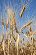 © RobertoM - Spighe di Grano con sfondo azzurro