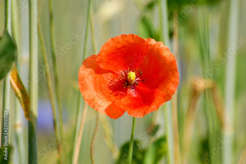 Field edge of a corn field with red poppies