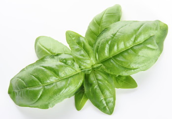 Wall Mural - Leaves of basil