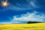 Fototapeta Tęcza - Splendid green field and the blue sky with sun.