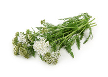 Yarrow Herb  Isolated On White Background