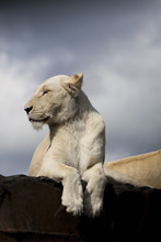 Side Profile White Lioness - Moody Sky