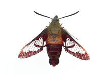 Hummingbird Moth - Isolated