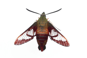 Wall Mural - Hummingbird Moth - Isolated