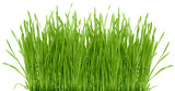 Fototapeta Kuchnia - Grass isolated