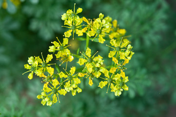 Sticker - Blüten der Weinraute