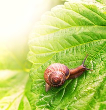 Close-up Of A Snail Sitting On Green Leaf