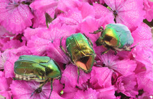 Green Bugs On Pink Flowers