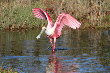Aufkleber - Roseate Spoonbill Hunting In Water