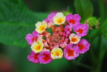 Macro Of Pink And Yellow Lantana Camara Flower