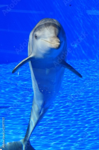 Board z aluminiowym obramowaniem Delphin
