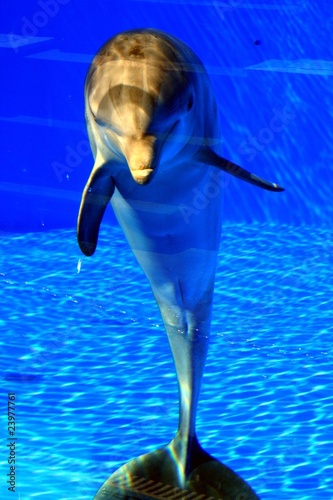 Board z aluminiowym obramowaniem Delphin