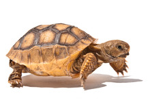 Running Tortoise
