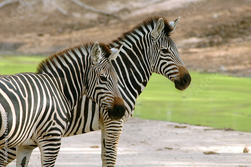 Plakat na papierze fotorealistycznym Zebra