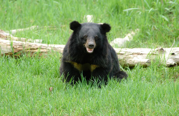 Wall Mural - asiatic black bear