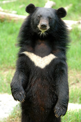 Wall Mural - asiatic black bear