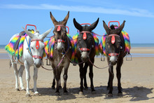 Donkeys At A Beach Resort In UK