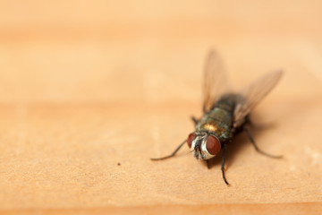 fly