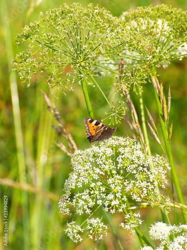 Photographie  Papillon sur angéliques