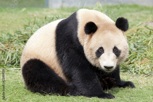 Obraz na płótnie canvas Śliczna gigantyczna panda
