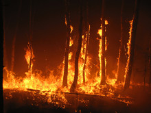 Burning Trees In The Forest