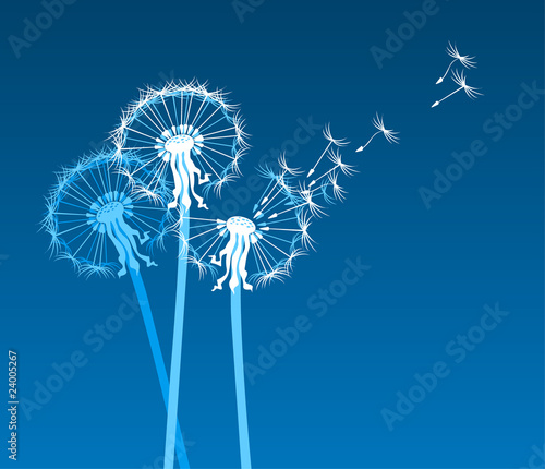 Obraz na płótnie canvas Białe dandelions na niebieskim tle
