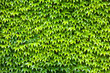 canvas print picture - Wand mit Blättern von grünem Wildwein