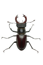 Crawling  Male Stag Beetle (Lucanus Cervus)