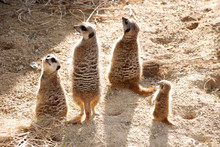 Meerkats Family With Baby-animal