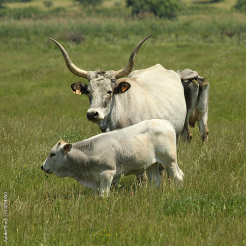 Fotoboard na płycie Chianina, włoska rasa bydła mięsnego, toskania, region maremma