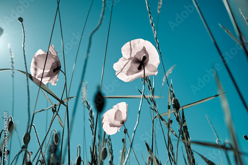 Board z aluminiowym obramowaniem Maki papaver rhoeas