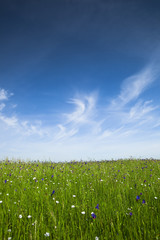 Wall Mural - Green meadow