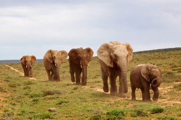 African Elephants