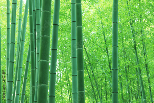 las-bambusowy-tlo