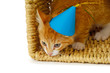 canvas print picture Kitten with hat