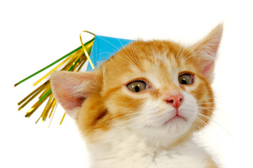 Poster - Kitten with hat