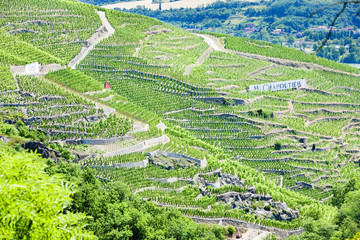 Poster - grand cru vineyards, Cote Rotie, Rhone-Alpes, France