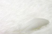 Feather On White Fake Fur