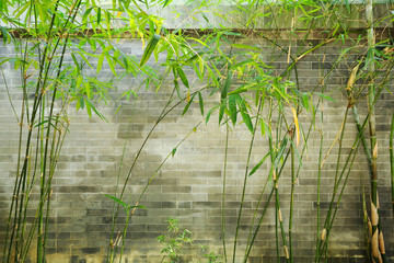 Poster - bamboo and brick wall